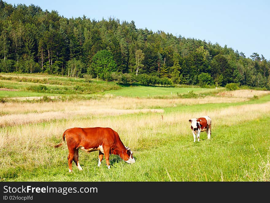 Cows on green mountain's meadow. Cows on green mountain's meadow