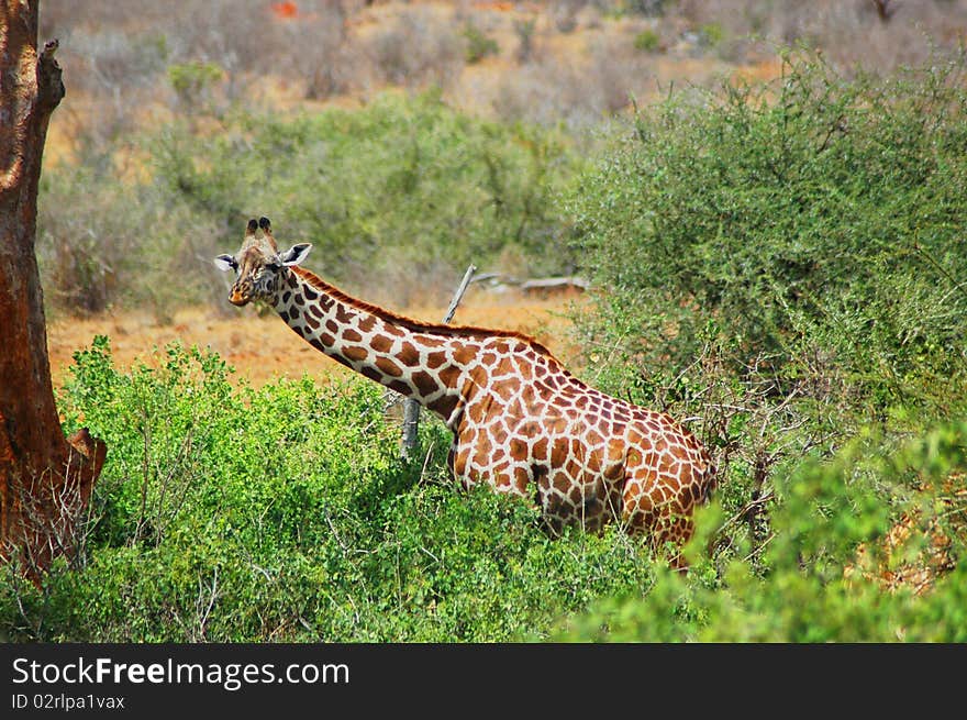 Giraffe in its natural habitat - Kenyan savanna