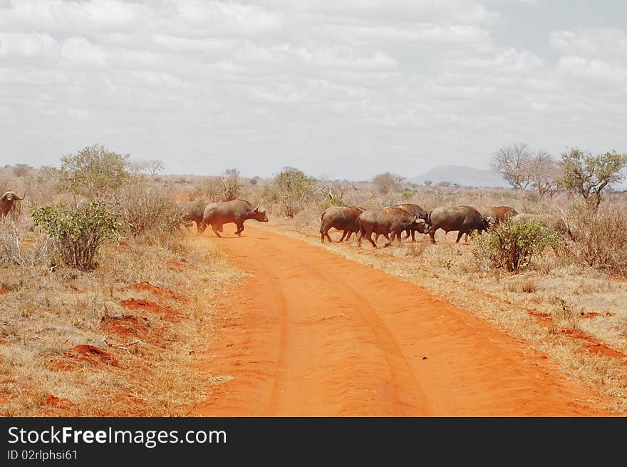 Herd of buffalos crossing a route in Kenya