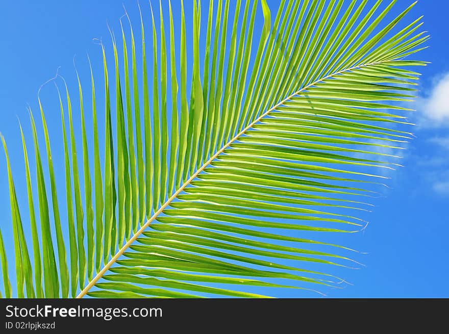 Green leaf against blue sky