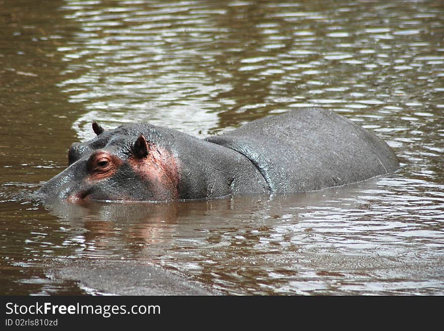 Hippopotamus swimming in river