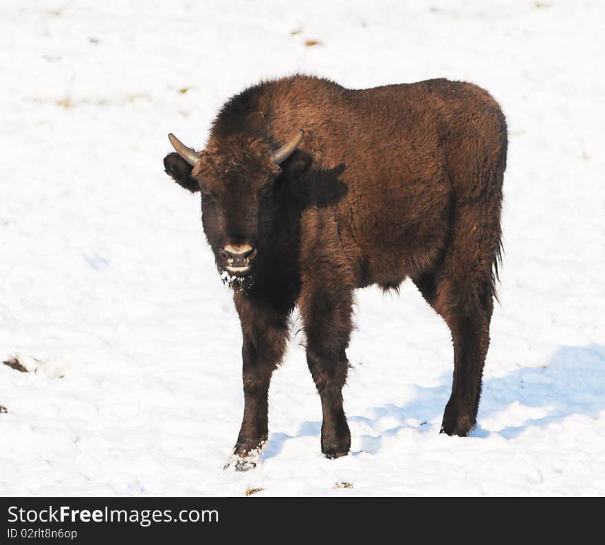 Baby Bison Standing In Snow