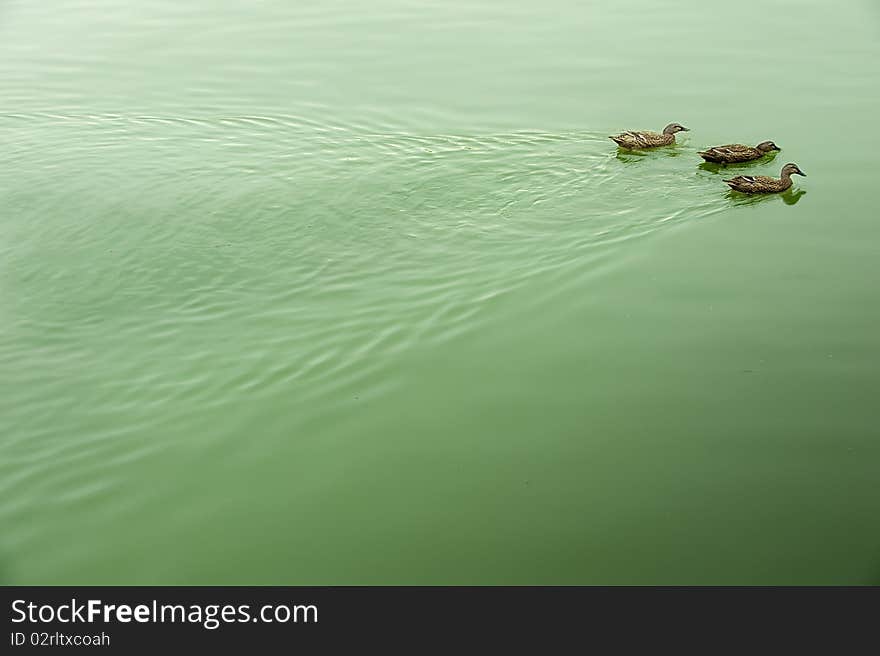 Two ducks on the lake surface