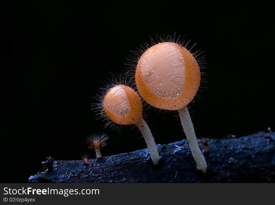 Group of orange cup mushroom.