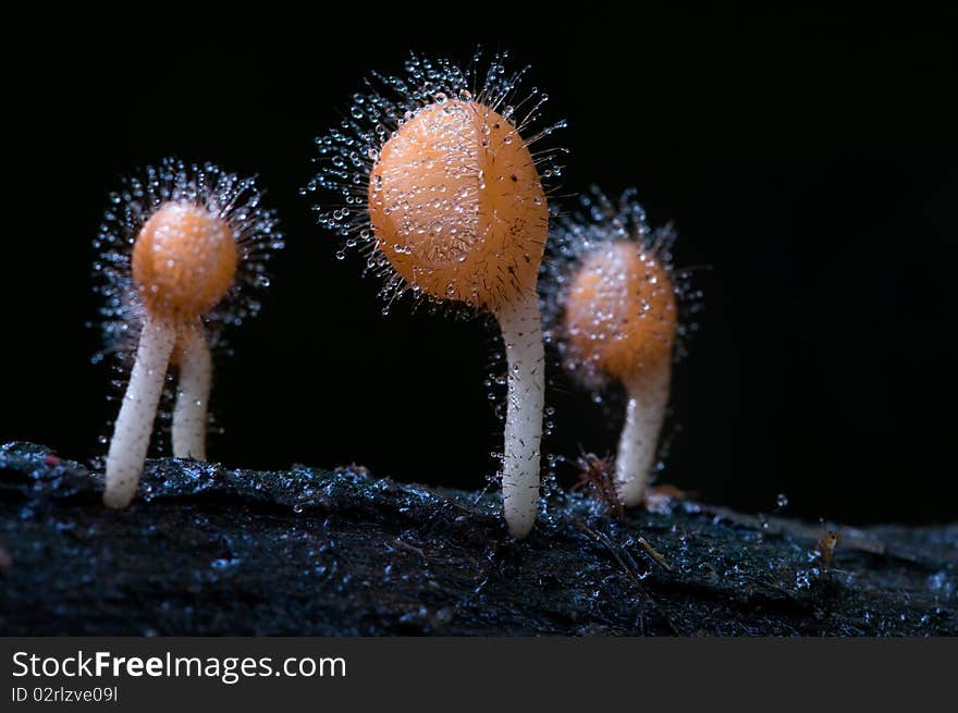 Orange cup mushroom with drops.