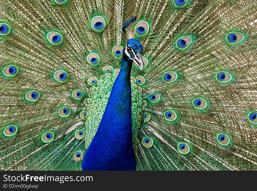 Blue peacock.