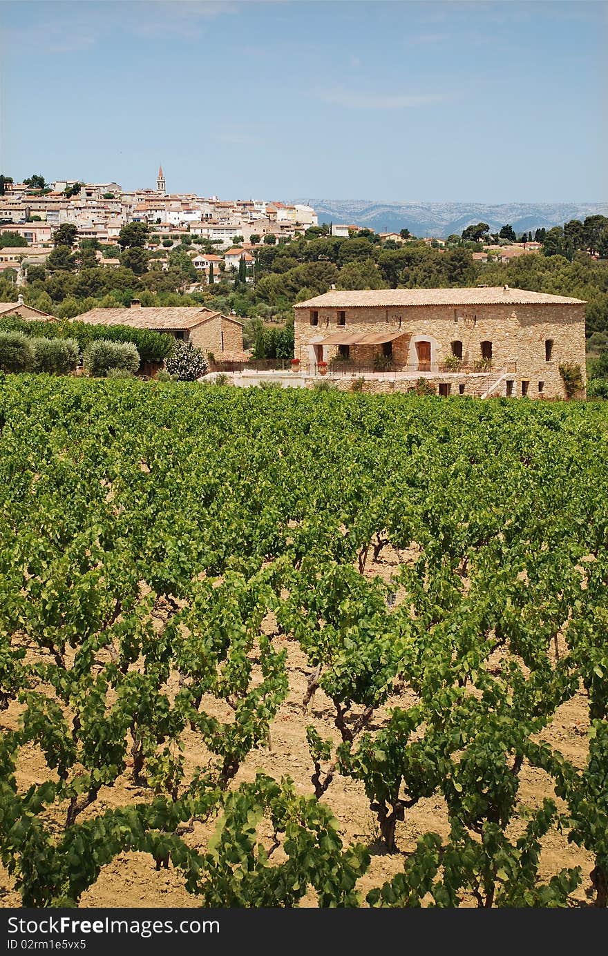 Vineyard In Provence With  Village On Back