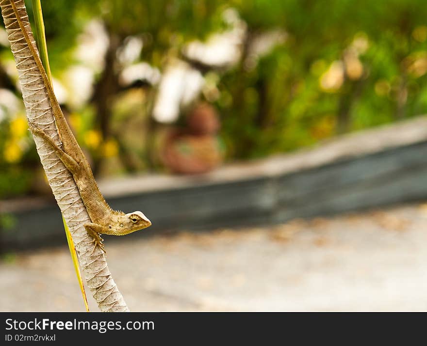 Chameleon in tropical rainforest and in Madagascar