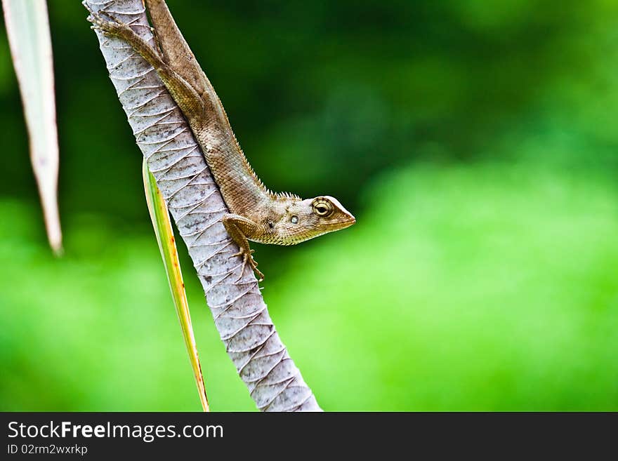 A chameleon in Thailand National park