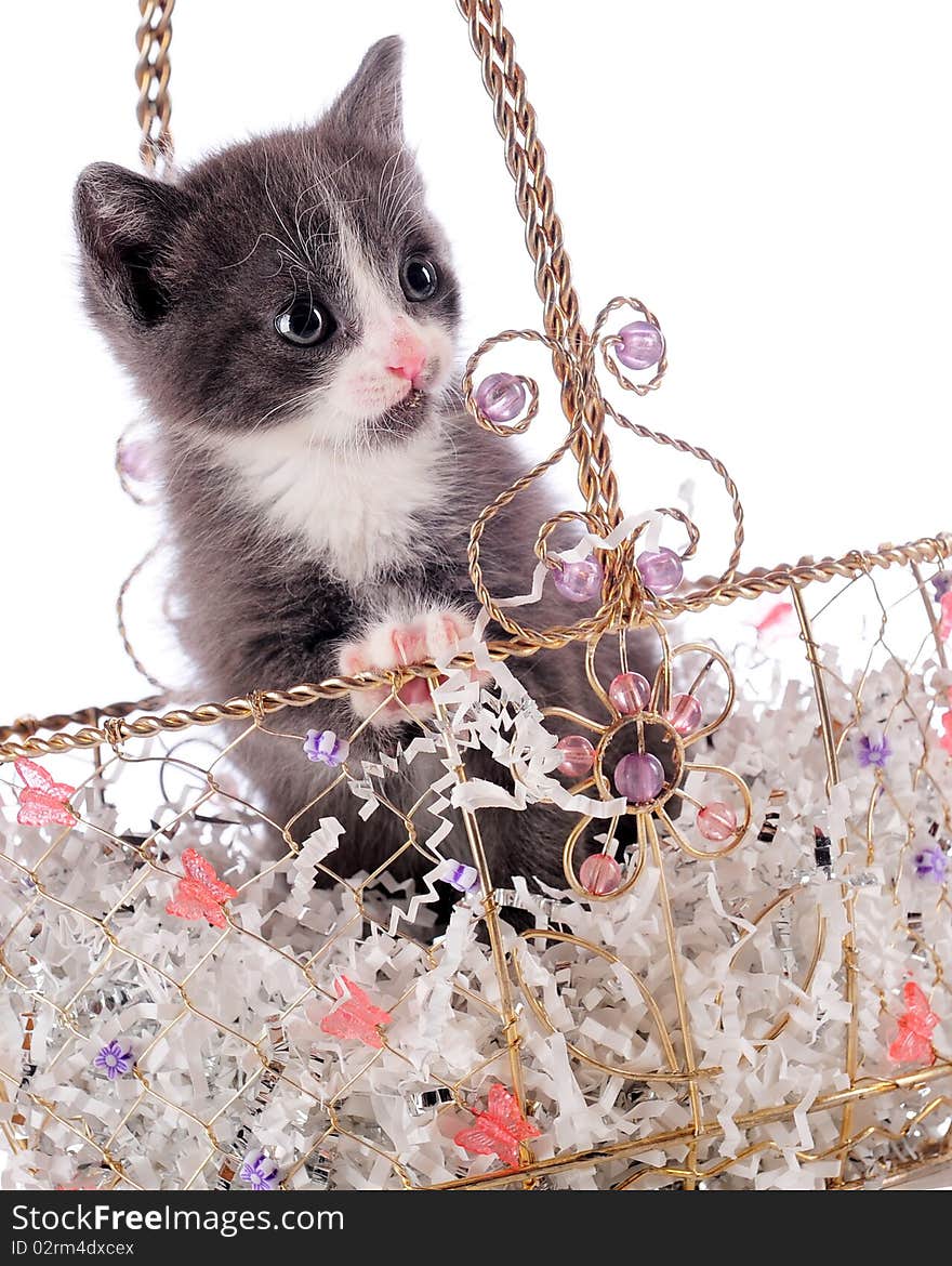 An adorable young kitten in a jeweled basket made of gold wire. Isolated on white. An adorable young kitten in a jeweled basket made of gold wire. Isolated on white.