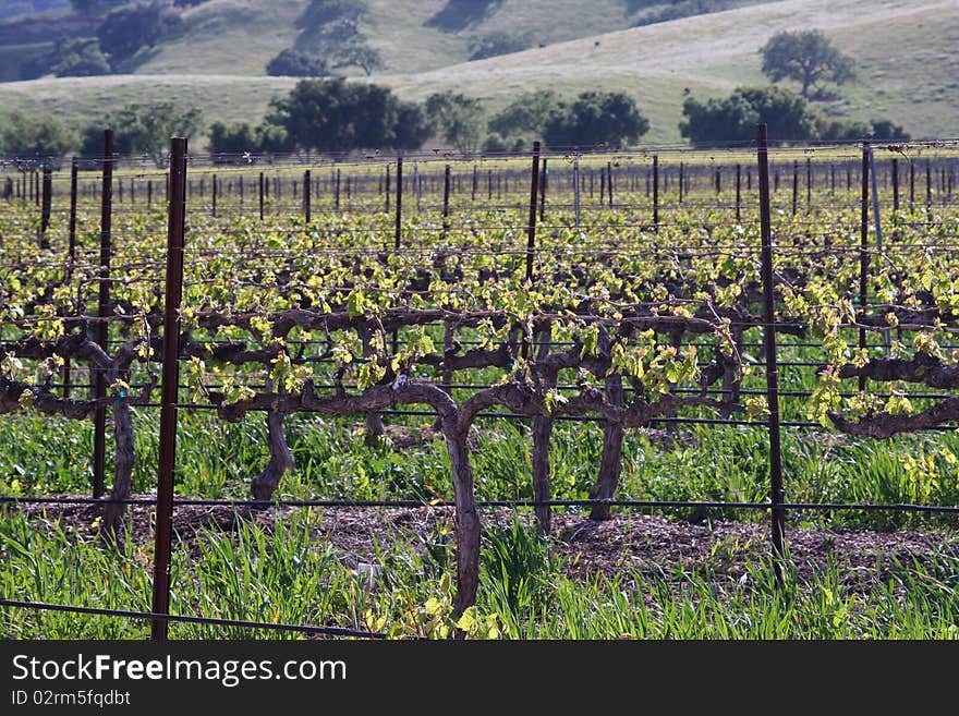 Santa barbara winery lines in spring. Santa barbara winery lines in spring