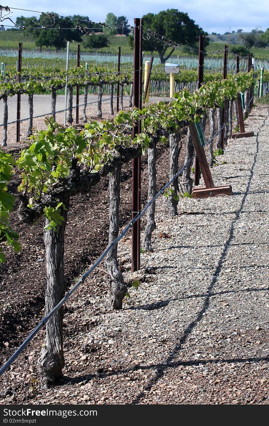 Santa barbara winery lines in spring. Santa barbara winery lines in spring