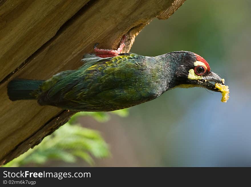 Barbet with feed