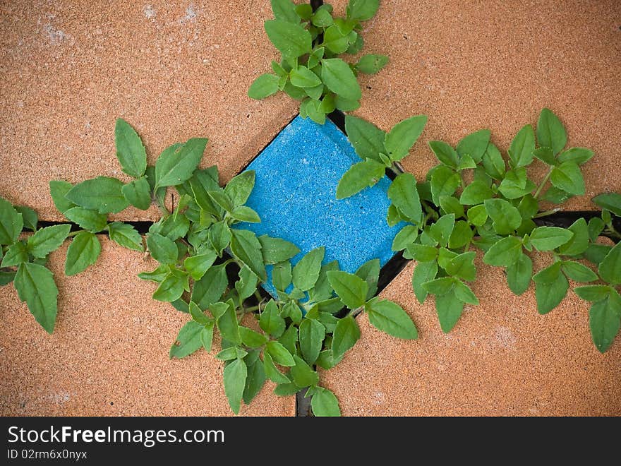 Plant On The Footpath