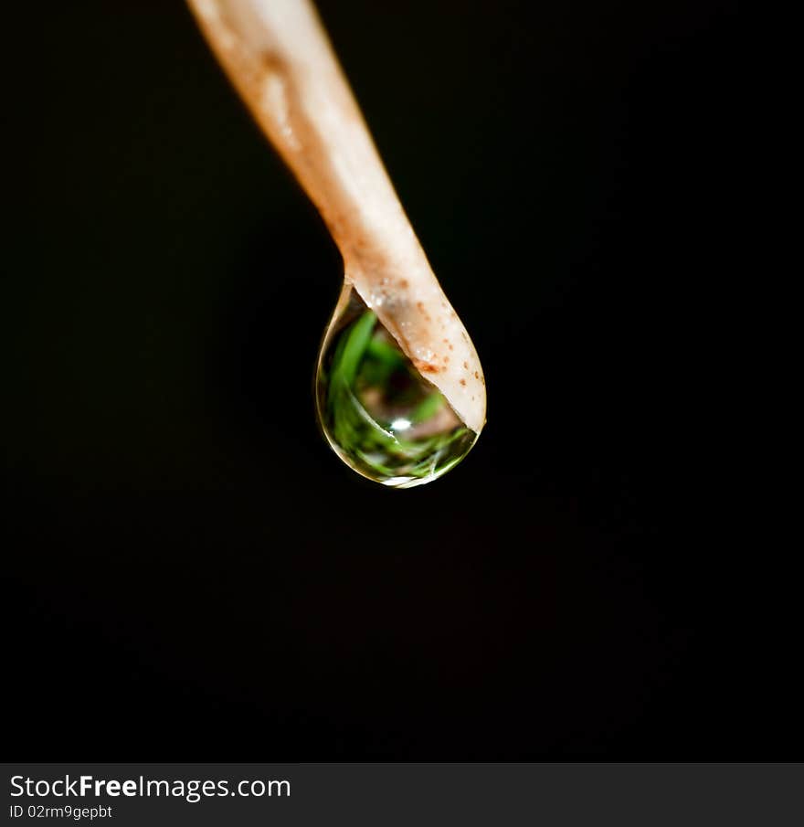 Water drop leaf with black