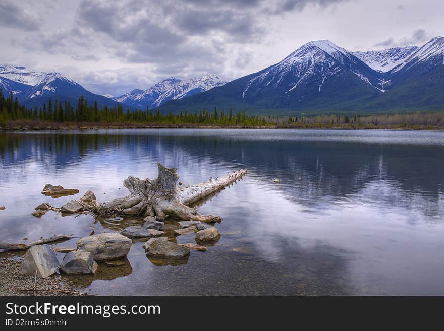 Up-Rooted Tree laying in a Mountain Lake HDR. Up-Rooted Tree laying in a Mountain Lake HDR