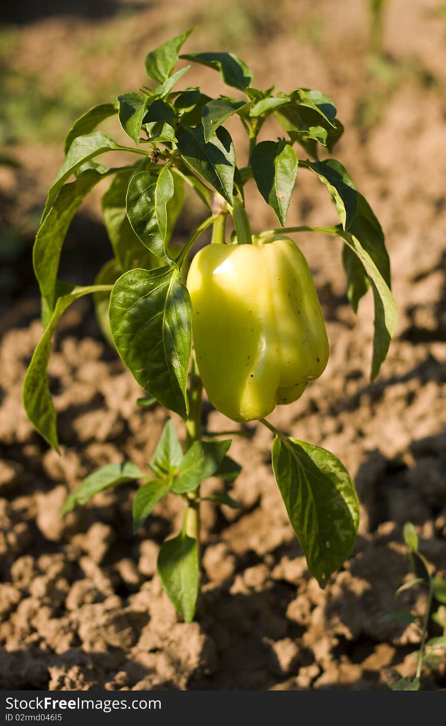 Green pepper