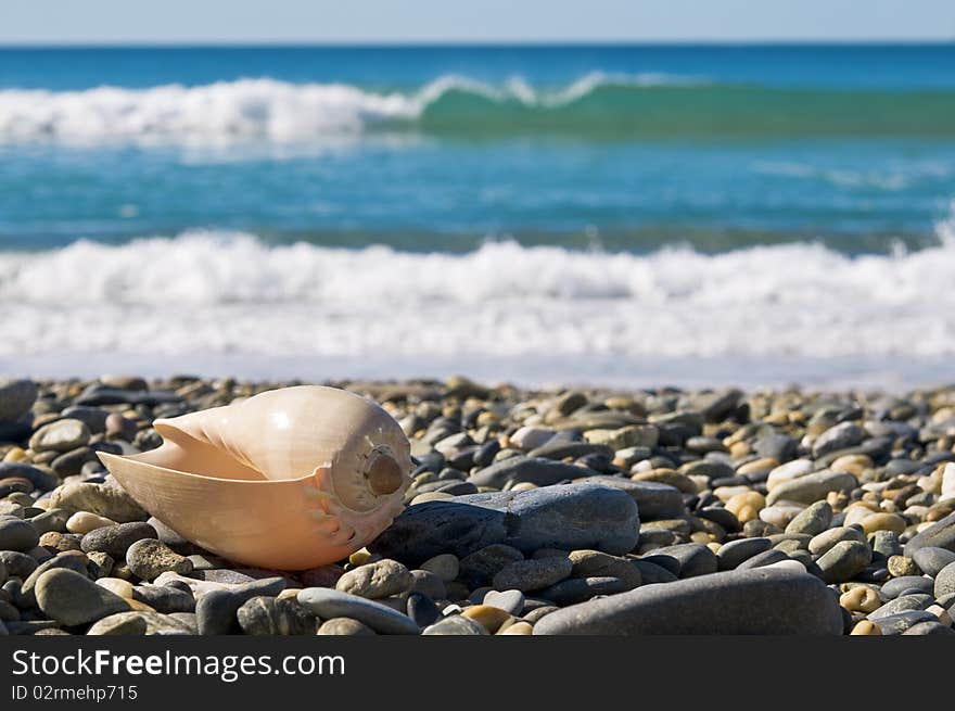 Large sea shell on rocky beach by the waves. Large sea shell on rocky beach by the waves.