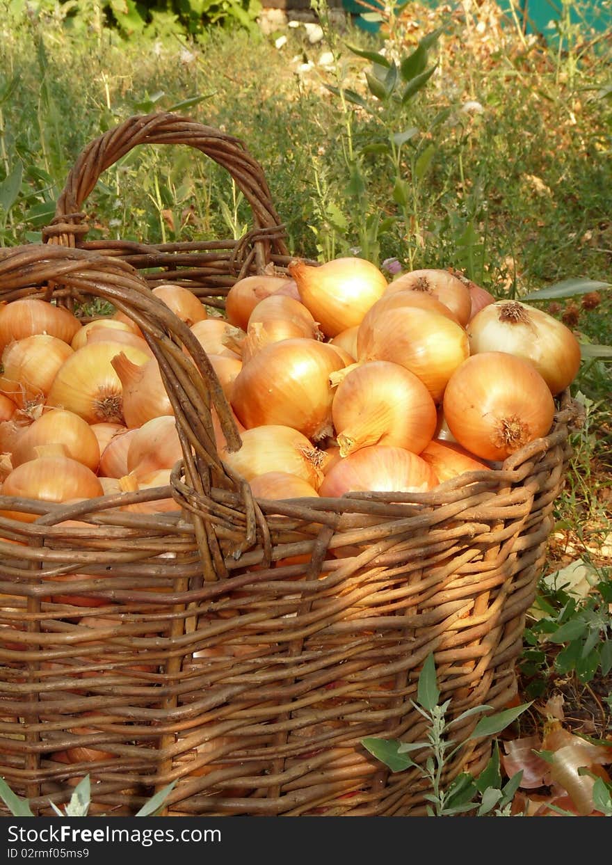 A basket of onions.