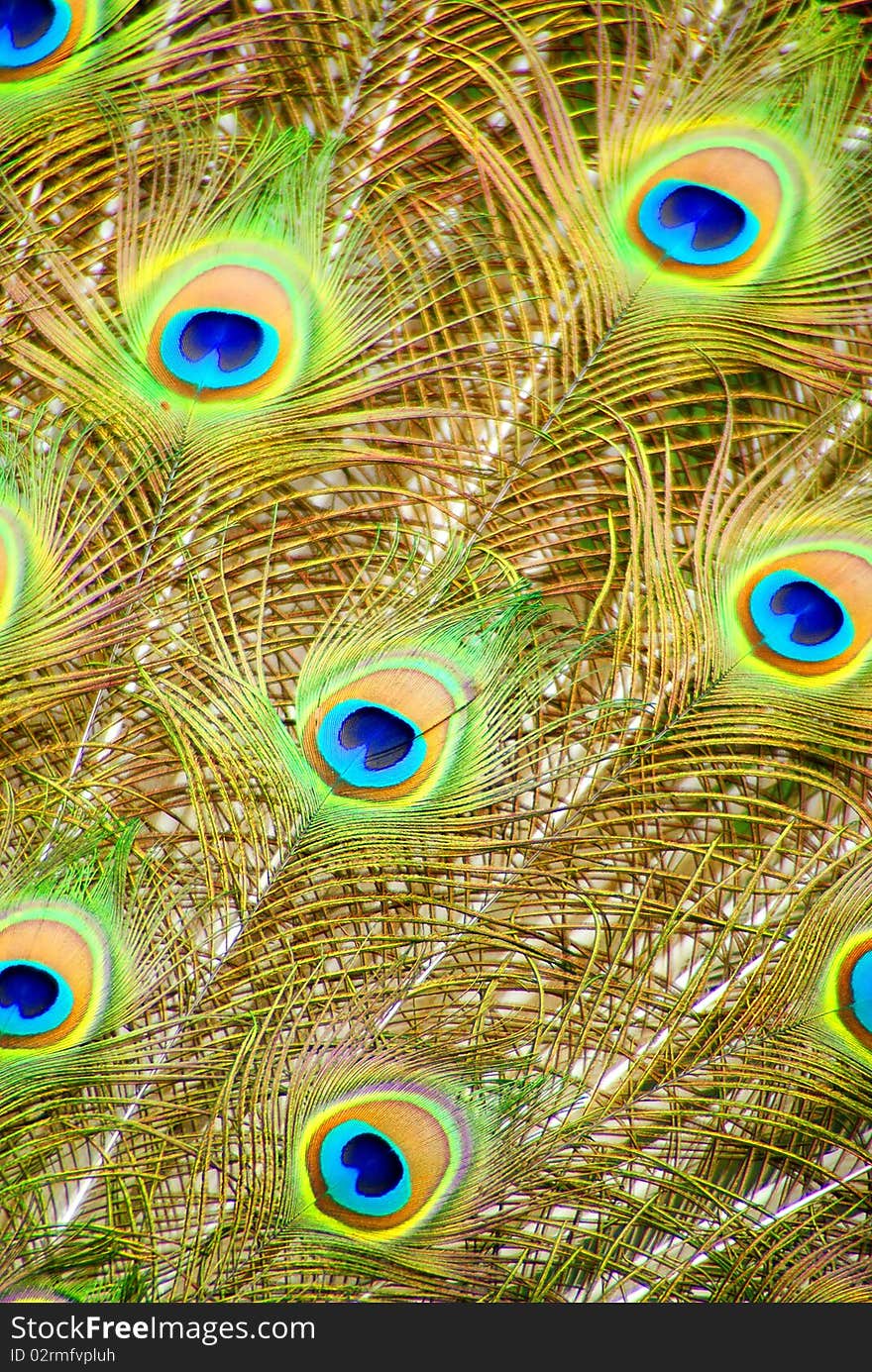 Peacock