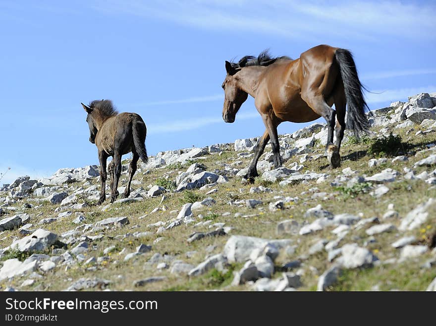 Wild horse mother with his colt are in the mountain. Wild horse mother with his colt are in the mountain