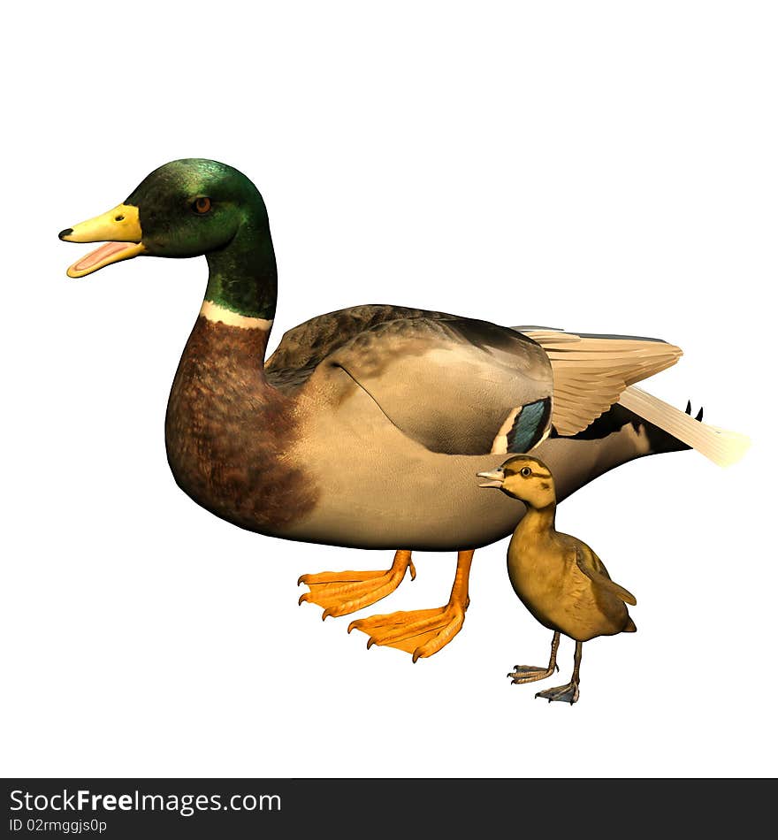 Duck with child