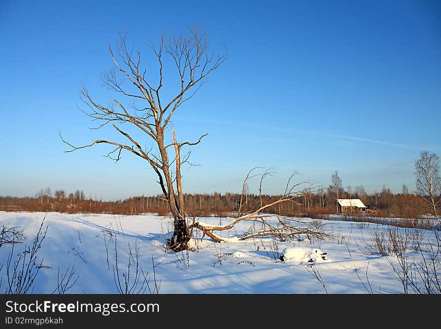 Old tree on winter field