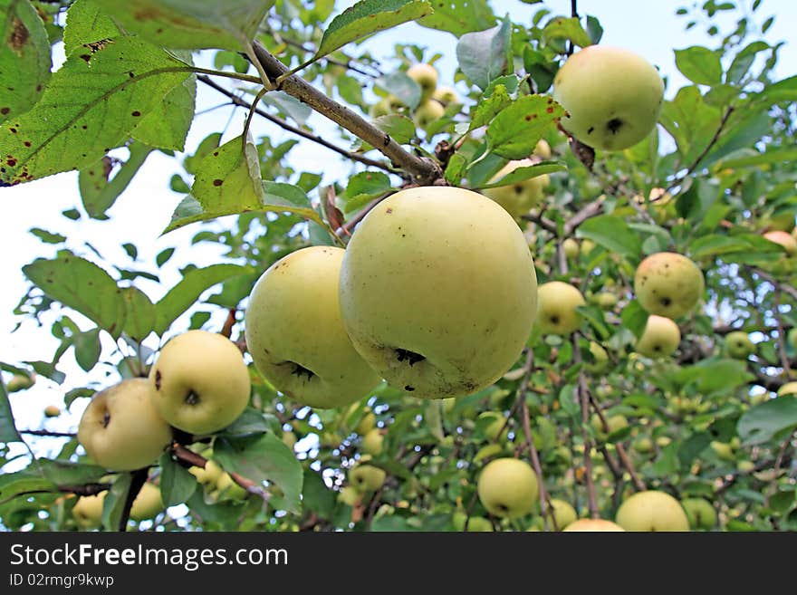 Ripe apple on branch of the aple trees