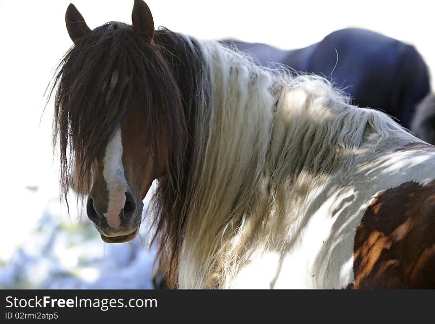 Wild skewbald horse in mountain area grazing. Wild skewbald horse in mountain area grazing.