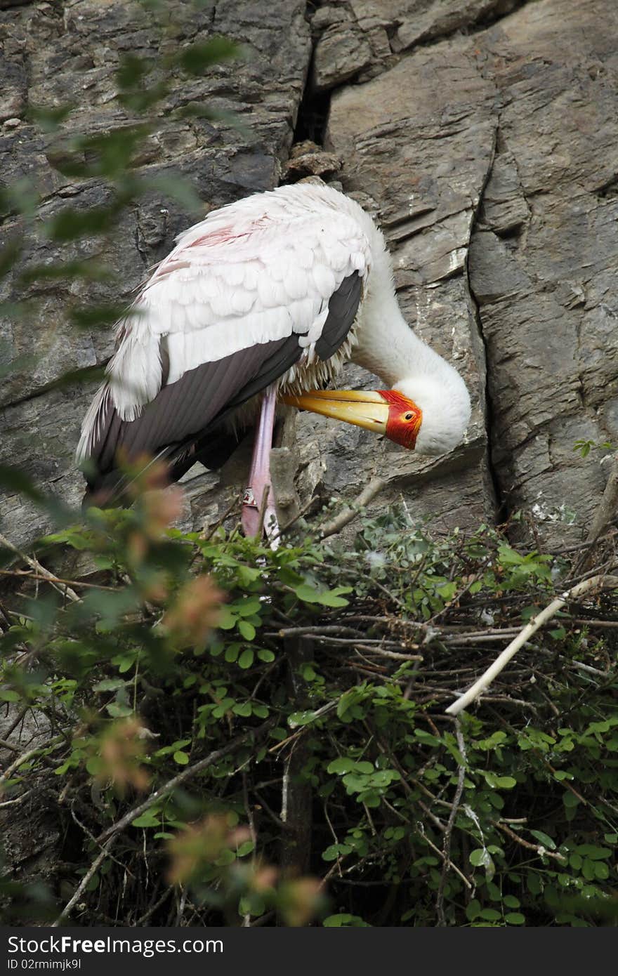 The Yellow-billed Stork, Mycteria ibis, is a large wading bird in the stork family Ciconiidae. It occurs Africa South of Sahara and in Madagascar. Its a medium-sized stork. The Yellow-billed Stork, Mycteria ibis, is a large wading bird in the stork family Ciconiidae. It occurs Africa South of Sahara and in Madagascar. Its a medium-sized stork.