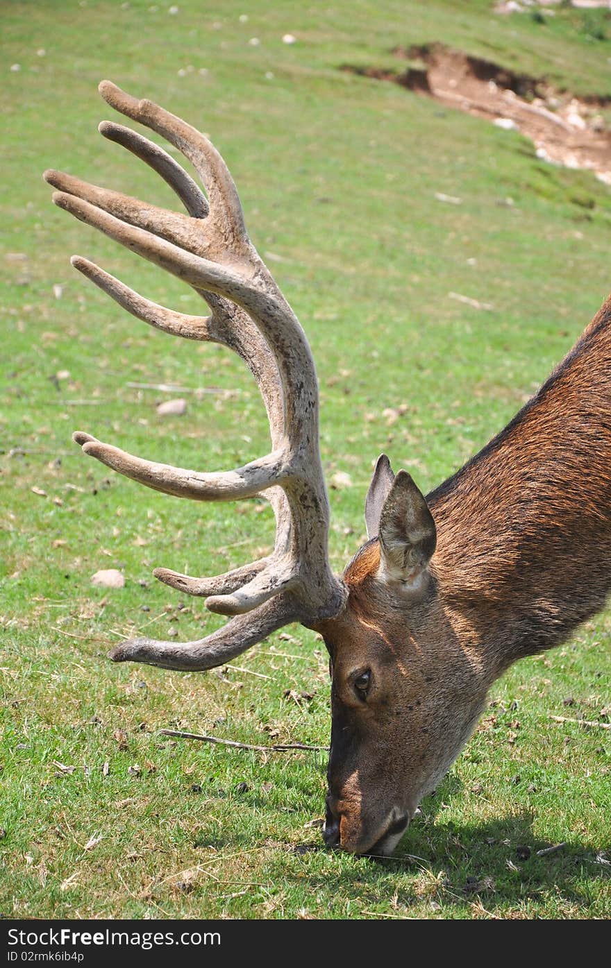 Focus on a young deer eating grass