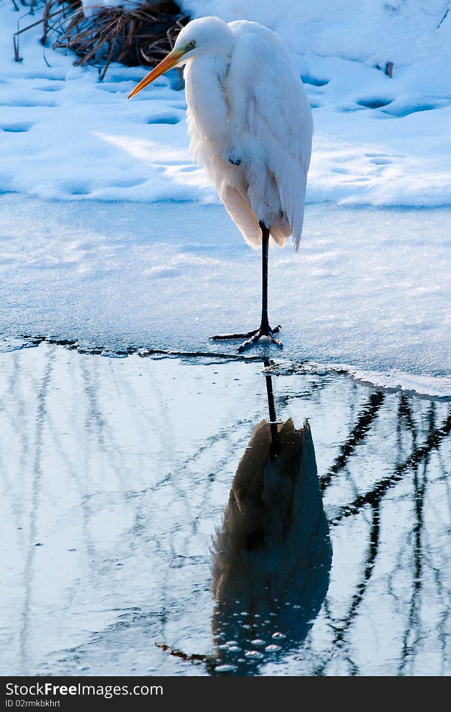 Great White Egret Standing on Ice