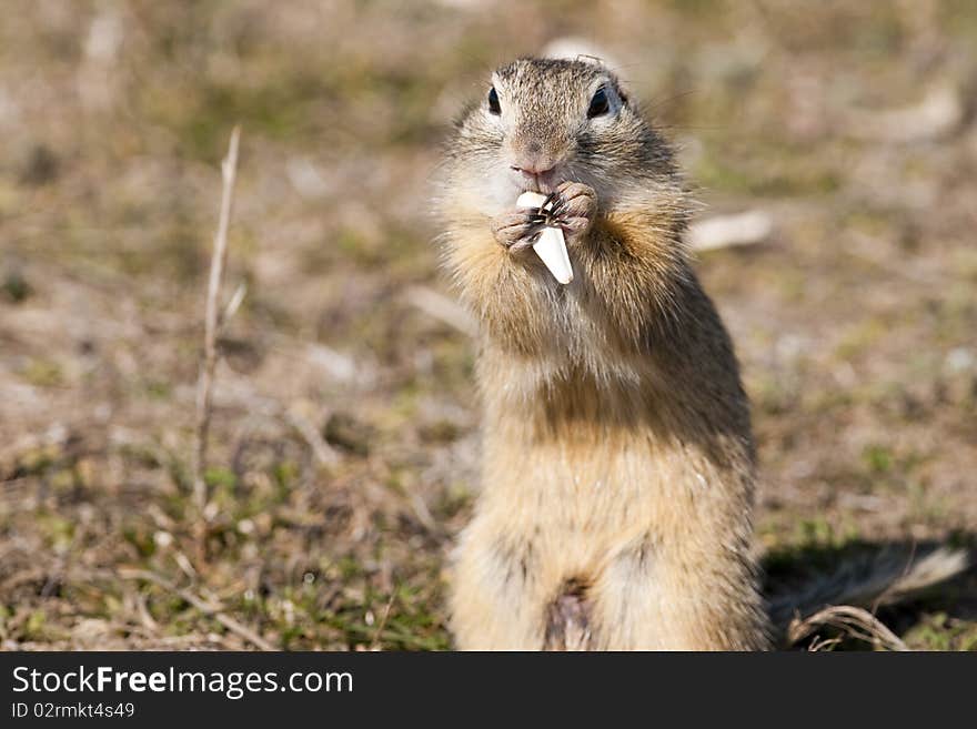 European Ground Squirrel