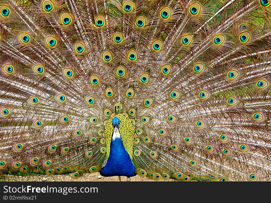 Peacock