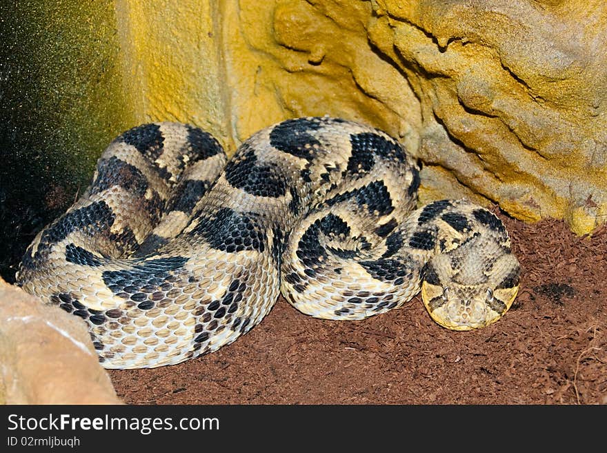 Puff Adder In Terrarium