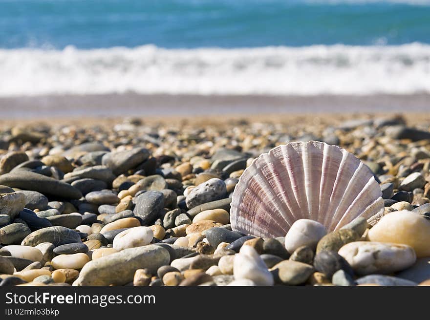 Close up of shell on stones by the water's edge. Close up of shell on stones by the water's edge.