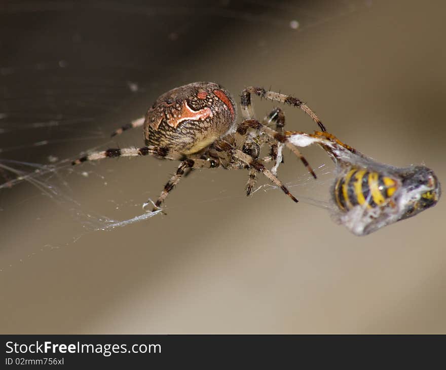 Close-up picture of a spider eating a wasp. Close-up picture of a spider eating a wasp