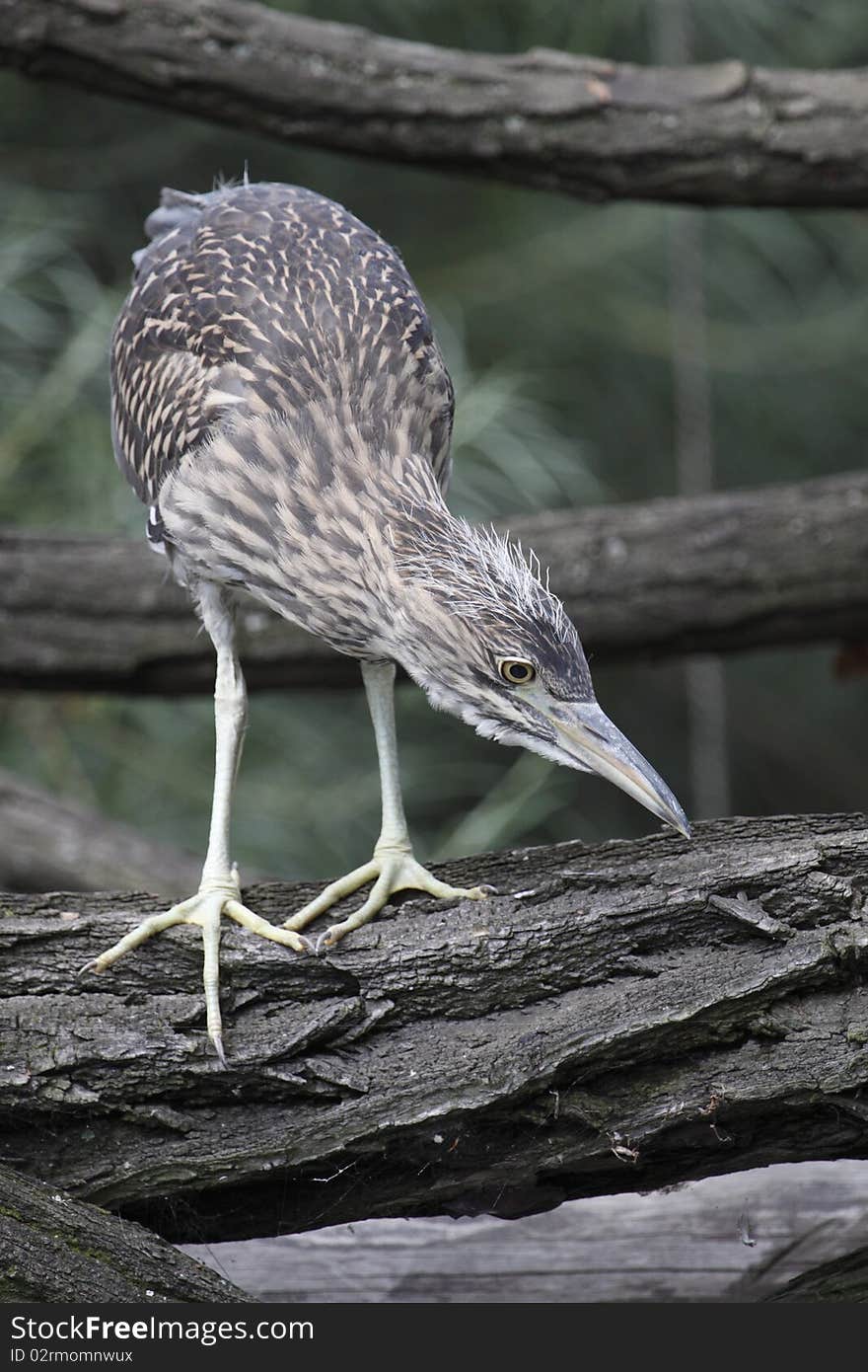 Little bittern