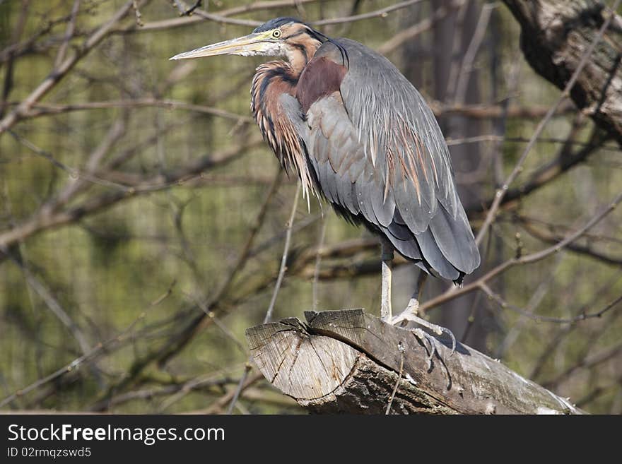 The Purple Heron (Ardea purpurea) is a wading bird in the heron family Ardeidae, breeding in Africa, central and southern Europe, and southern and eastern Asia. The European populations are migratory, wintering in tropical Africa; the more northerly Asian populations also migrate further south within Asia. It is a rare but regular wanderer north of its breeding range.