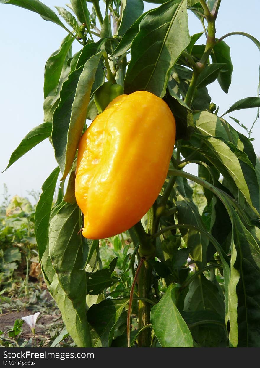 Sweet yellow pepper on beds.