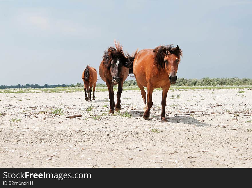 Three horses walking on a deserted beach. Three horses walking on a deserted beach