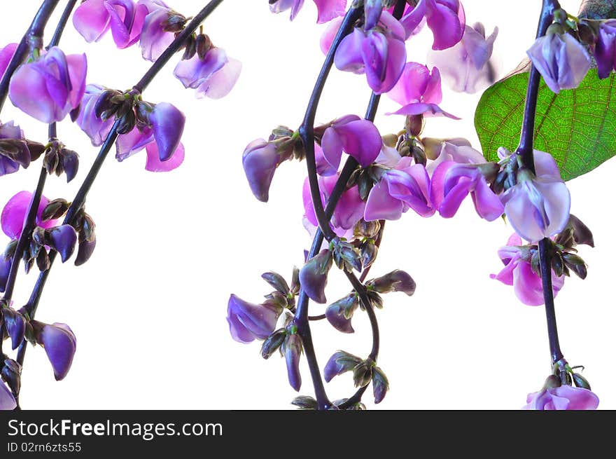 Branches of lilac flowers on a white background