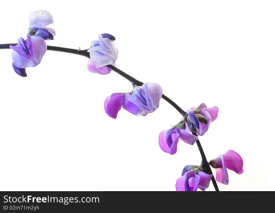 Branche of lilac flowers on a white background