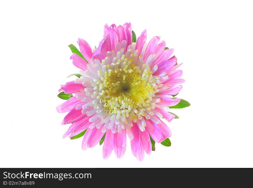 flower of pink aster on a white background