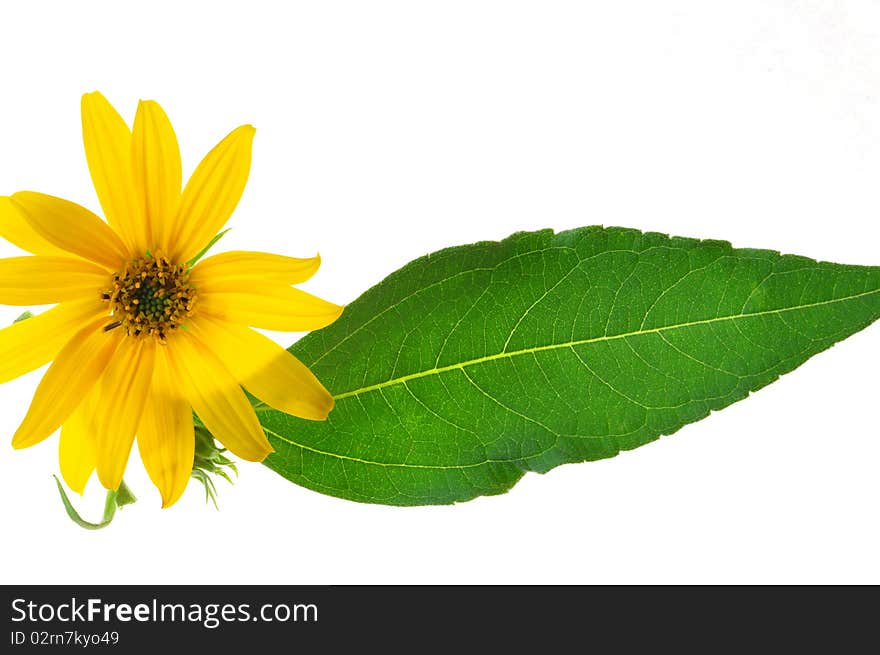 Flower And Sheet