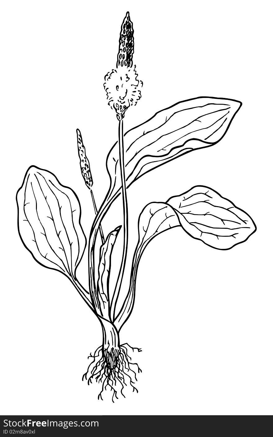 Plantain (Plantago)