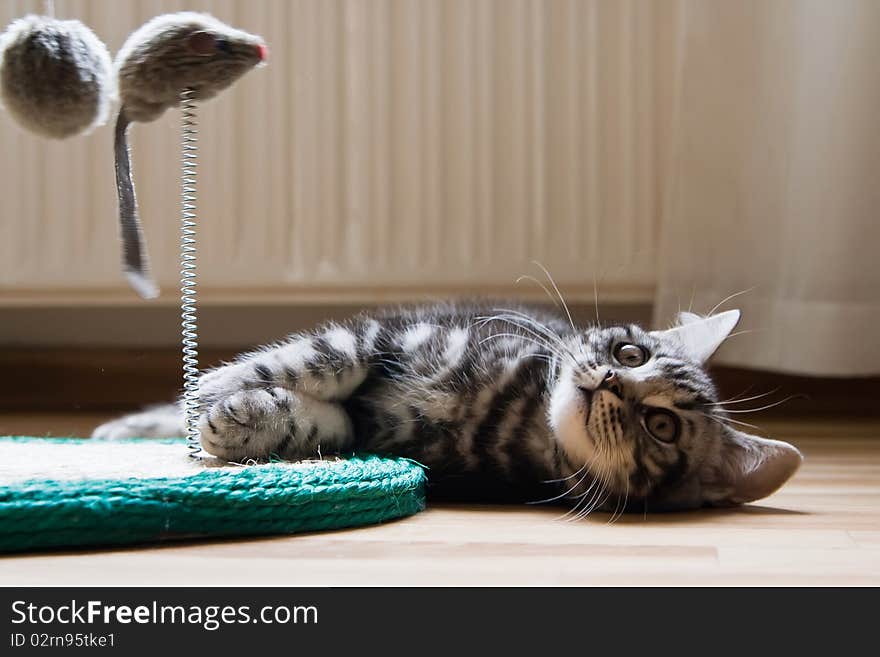 British Shorthair Kitten