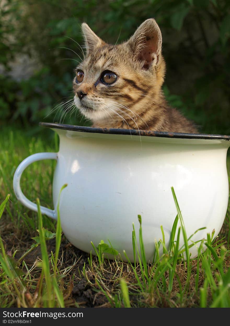 Little cat playing in the cup. Little cat playing in the cup