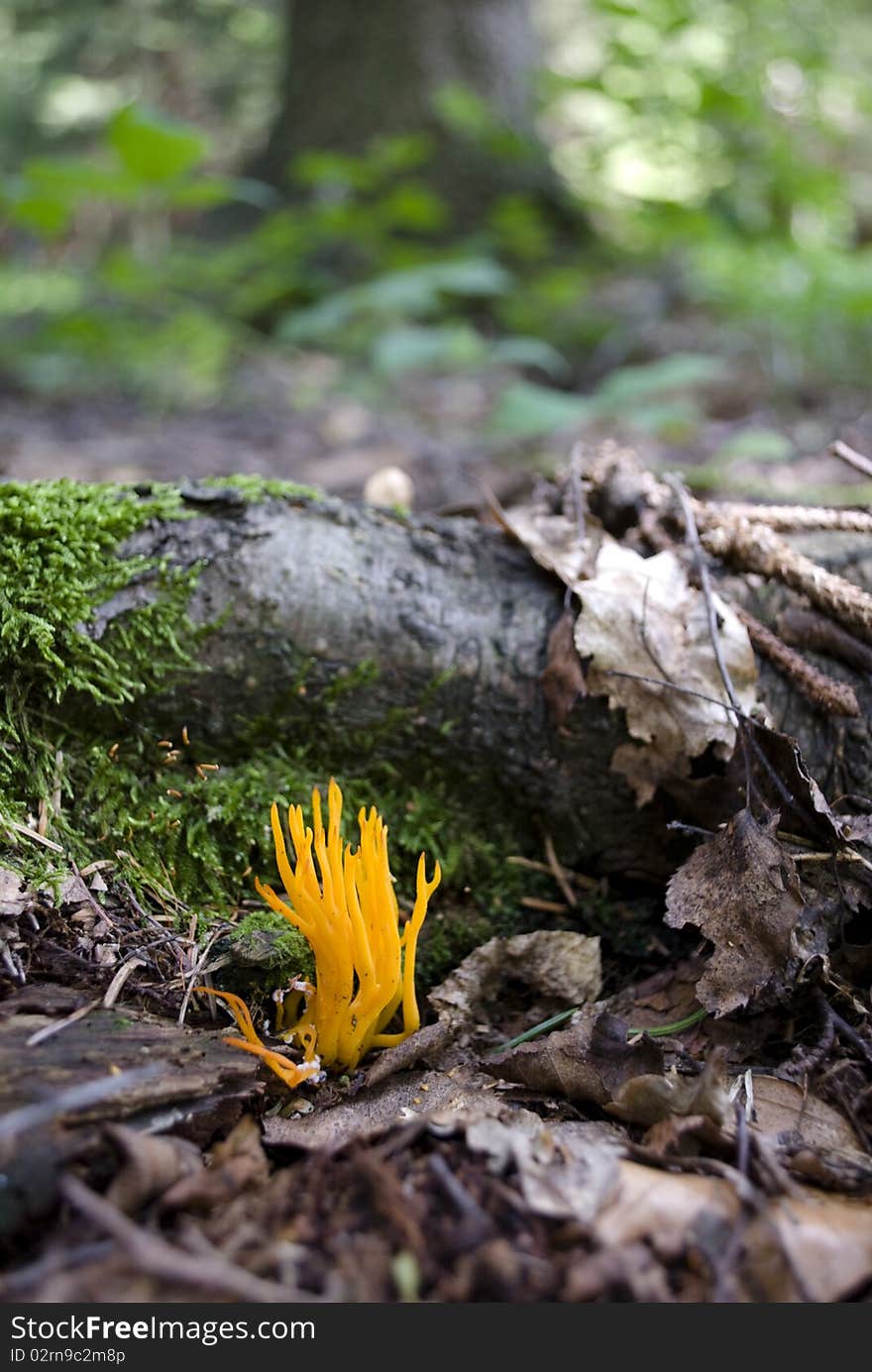 Orange Toadstool