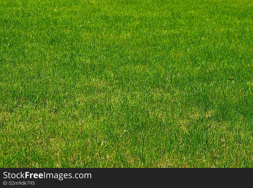 Fresh green grass background, new and clean